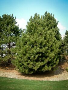 Сосна Чёрная (Pinus Nigra) купить по цене от 270.00р. в интернет-магазине «Посадика» с доставкой почтой в в Гвардейске и по всей России – [изображение №1].