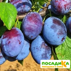 Слива Чачакская ранняя купить по цене от 229.00р. в интернет-магазине «Посадика» с доставкой почтой в в Гвардейске и по всей России – [изображение №1].