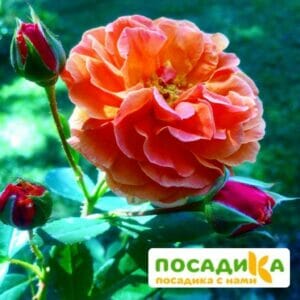 Роза Арабия купить по цене от 350.00р. в интернет-магазине «Посадика» с доставкой почтой в в Гвардейске и по всей России – [изображение №1].