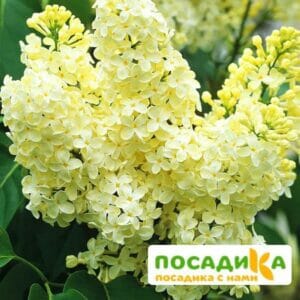 Сирень Примроуз (Primrose) купить по цене от 529.00р. в интернет-магазине «Посадика» с доставкой почтой в в Гвардейске и по всей России – [изображение №1].