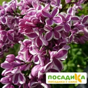 Сирень Сенсация купить по цене от 529.00р. в интернет-магазине «Посадика» с доставкой почтой в в Гвардейске и по всей России – [изображение №1].