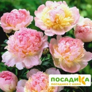 Пион Распберри Сандей (Paeonia Raspberry Sundae) купить по цене от 959р. в интернет-магазине «Посадика» с доставкой почтой в в Гвардейске и по всей России – [изображение №1].