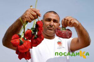 Клубника Гигант Джорнея купить по цене от 266р. в интернет-магазине «Посадика» с доставкой почтой в в Гвардейске и по всей России – [изображение №1].