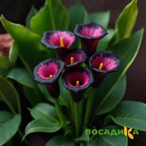 Калла Аура Лейс купить по цене от 400р. в интернет-магазине «Посадика» с доставкой почтой в в Гвардейске и по всей России – [изображение №1].