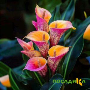 Калла Оникс купить по цене от 450р. в интернет-магазине «Посадика» с доставкой почтой в в Гвардейске и по всей России – [изображение №1].
