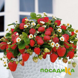 Клубника Рубиновый Шепот (горшечная) купить по цене от 240р. в интернет-магазине «Посадика» с доставкой почтой в в Гвардейске и по всей России – [изображение №1].