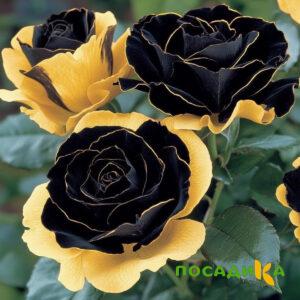 Роза Ханни Сикл купить по цене от 700р. в интернет-магазине «Посадика» с доставкой почтой в в Гвардейске и по всей России – [изображение №1].