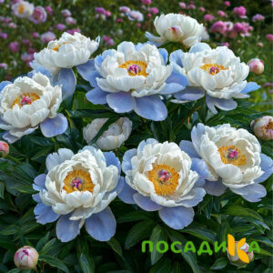 Пион акварельный Этюд купить по цене от 806р. в интернет-магазине «Посадика» с доставкой почтой в в Гвардейске и по всей России – [изображение №1].