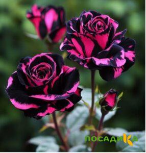 Роза Багровый Шепот купить по цене от 366р. в интернет-магазине «Посадика» с доставкой почтой в в Гвардейске и по всей России – [изображение №1].