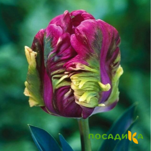 Тюльпан Экзотик Хэвен купить по цене от 186р. в интернет-магазине «Посадика» с доставкой почтой в в Гвардейске и по всей России – [изображение №1].