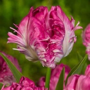 Тюльпан махровый Кул Кристал купить по цене от 400р. в интернет-магазине «Посадика» с доставкой почтой в в Гвардейске и по всей России – [изображение №1].